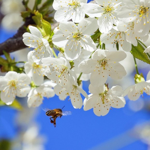 New! Beautiful earrings. MORNING MAGIC - Picture 4 of 4